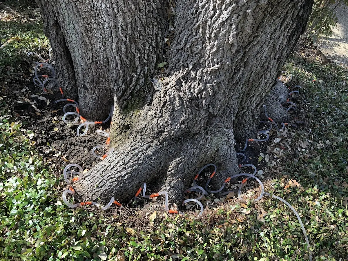 Detailed Tree Cabling and Bracing job site in Brookville