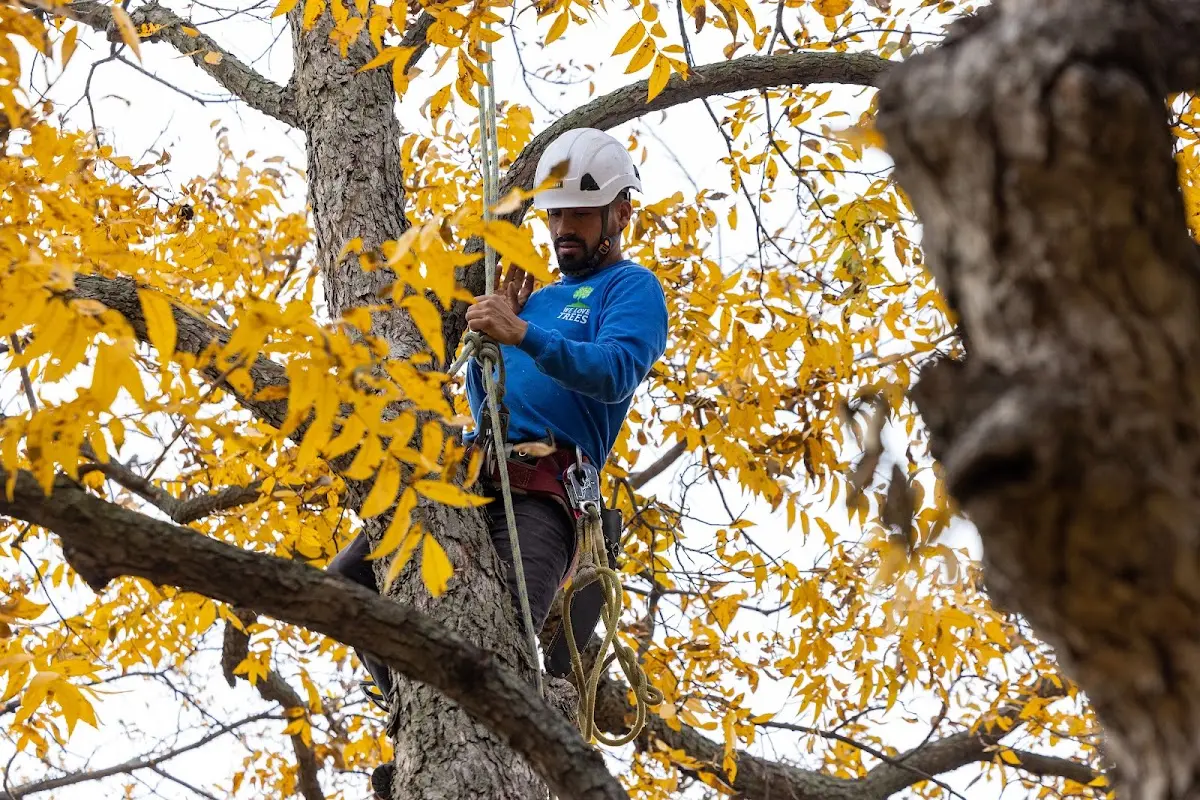 Skilled Storm Damage Cleanup crew working in Brookville